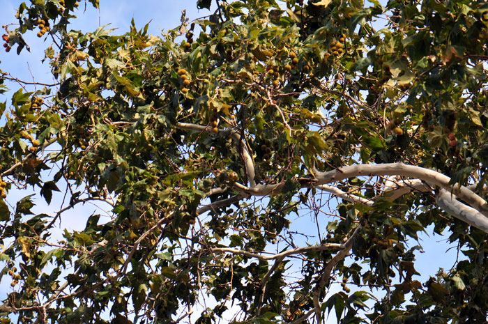 Arizona Sycamore trees are common in southwestern United States deserts where it is found along streams commonly with Arizona Walnut, Fremont Cottonwood and Goodding's Willow. The leaves are green with stipules present, palmate and deeply lobed. Leaf margins are entire or minutely serrate. Platanus wrightii 